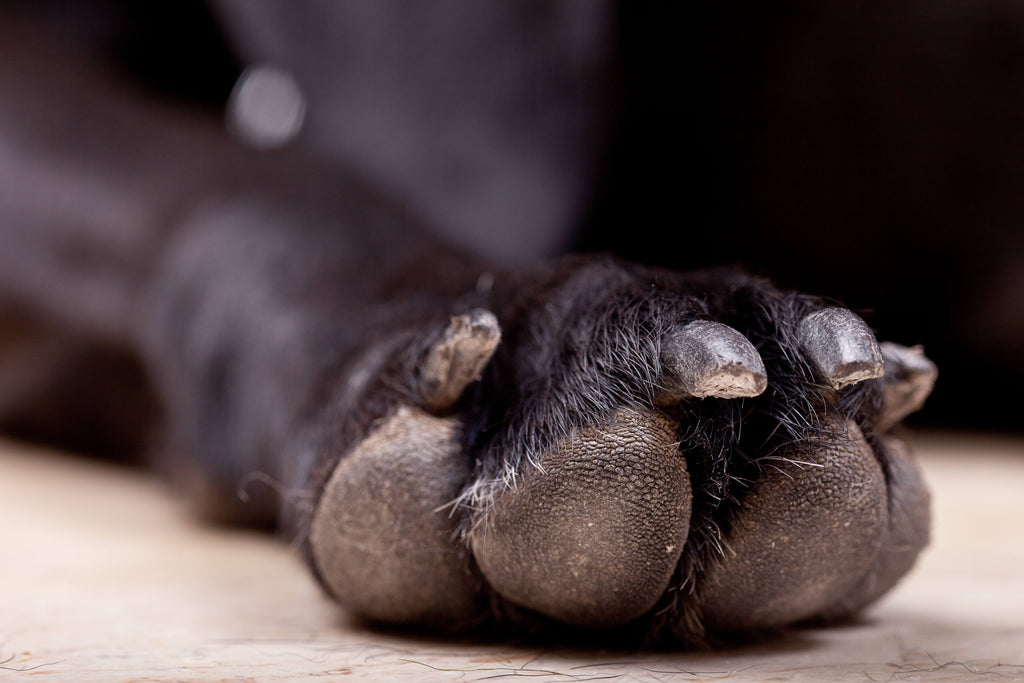 Paw Prints